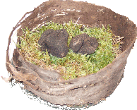 Vente de truffe du Perigord, truffes noires du P&eacute;rigord vente directe du producteur. Diamant or noir, truffe d'hiver en Dordogne r�gion Nouvelle-Aquitaine, proche du Limousin et Quercy. vente truffes Tuber Melanosporum ( truffe noire du perigord )